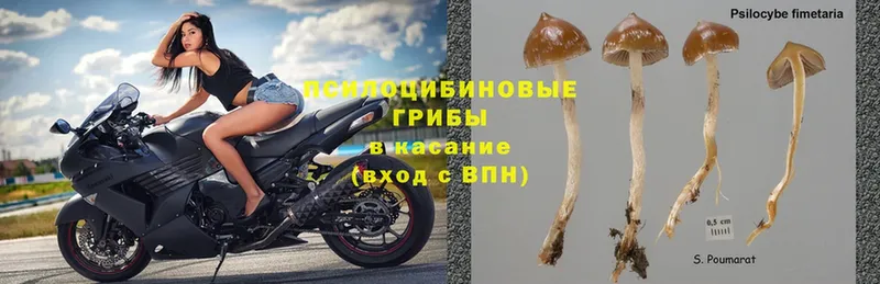 Галлюциногенные грибы Magic Shrooms  Всеволожск 